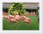Flamingos (5) * 1024 x 768 * (191KB)